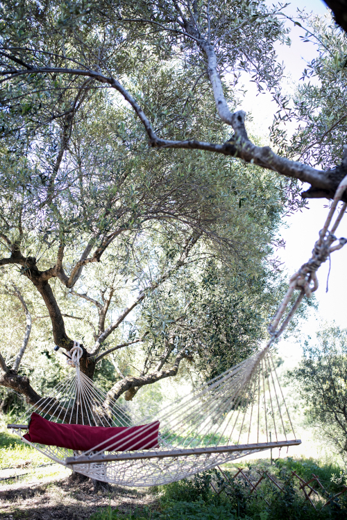 Hammock under the olive trees
