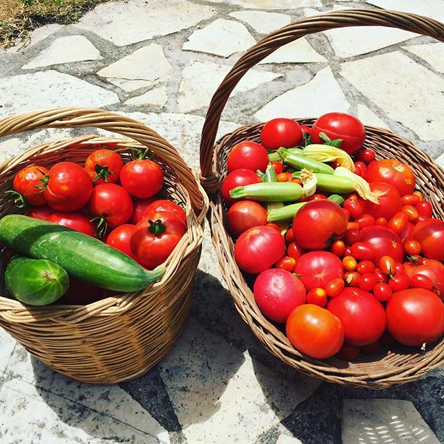 Fresh tomatoes and peppers from the retreat garden